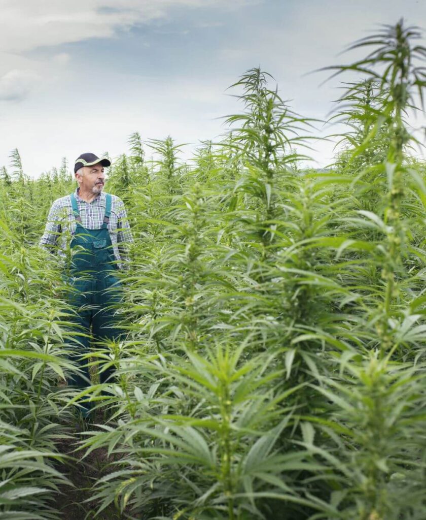 Farmer standing in premium hemp field